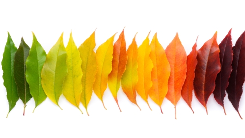 A rainbow of leaves