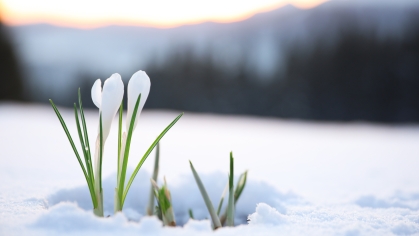 Flower buds blooming in snow