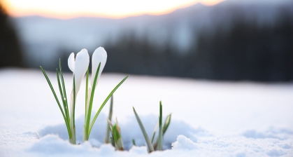 Flower buds blooming in snow